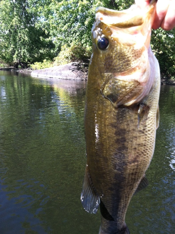 Charles River bass