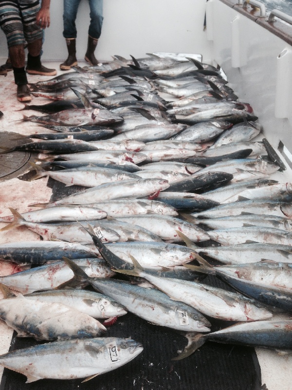 My Son Tuna fishing SD Ca