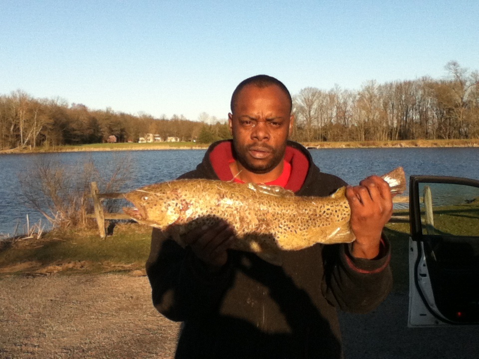 Brown trout