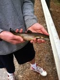 Brook Trout 