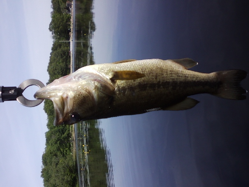 1.5 lb bass