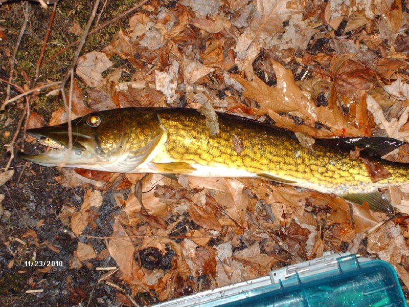 Fall Pickerel - City Mills Pond