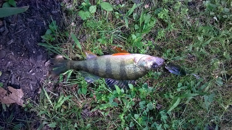 Last cast fish 