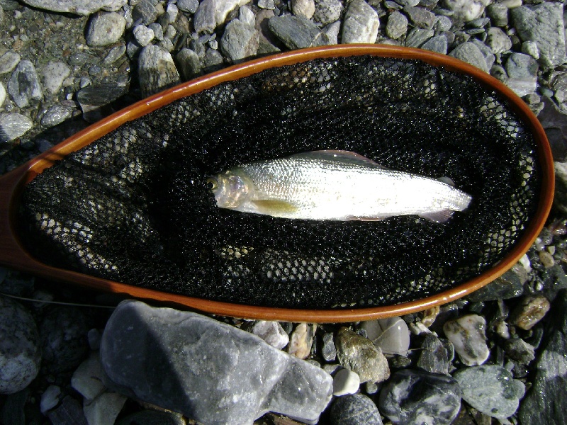 Austrian Grayling